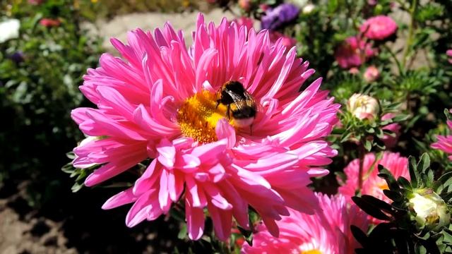 шмель на цветке смотреть онлайн