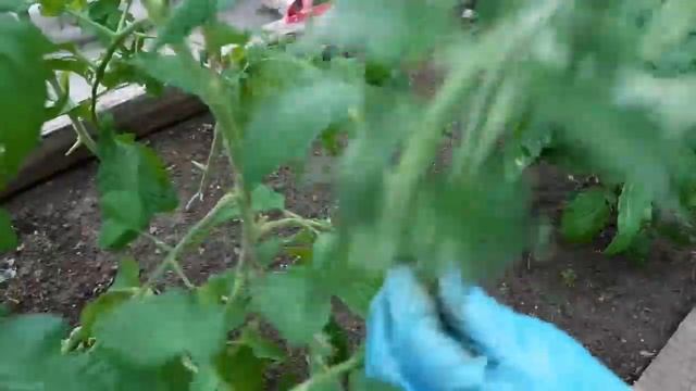 Как правильно пасынковать и формировать томаты индетерминантного типа? смотреть онлайн