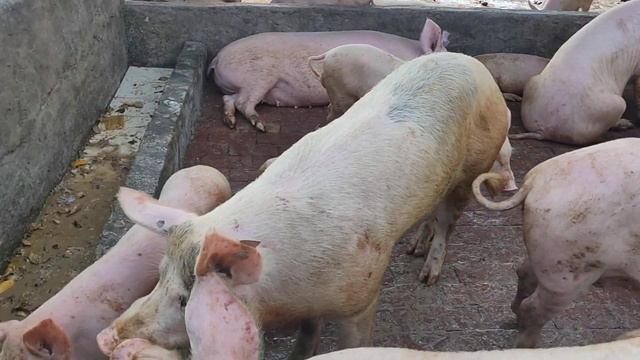 how to start pig farm || muzaffarnagar pig farm @pkfarm смотреть онлайн