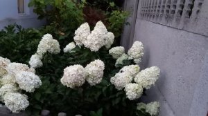 Бюджетная подвязка гортензии после дождя.