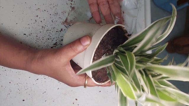 Unboxing spider plant from #ugaoo |Spider plant for just Rs 179 смотреть онлайн
