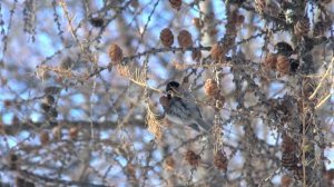 Птички синички | Birds
