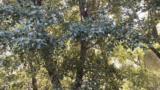 11 октября народный праздник ХАРИТОНОВ ДЕНЬ . ЧТО НЕЛЬЗЯ ДЕЛАТЬ... народные приметы и поверья смотреть онлайн