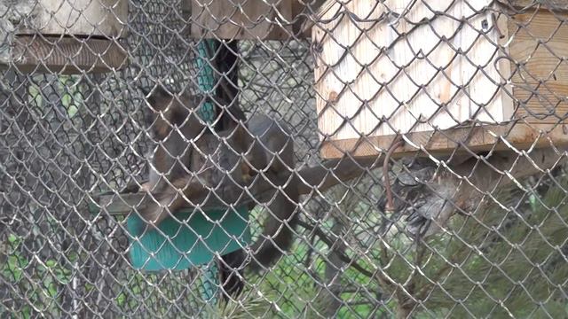 Пензенский зоопарк. смотреть онлайн