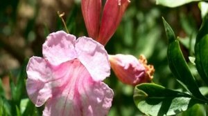 Инкарвиллея Делавея (Incarvillea Delavayi) — выращивание из семян