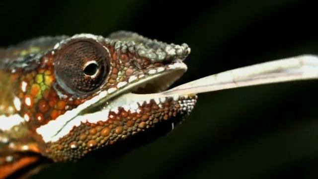 Хамелеон хапає здобич LCB1_Educational movie is used on batrachos.com смотреть онлайн