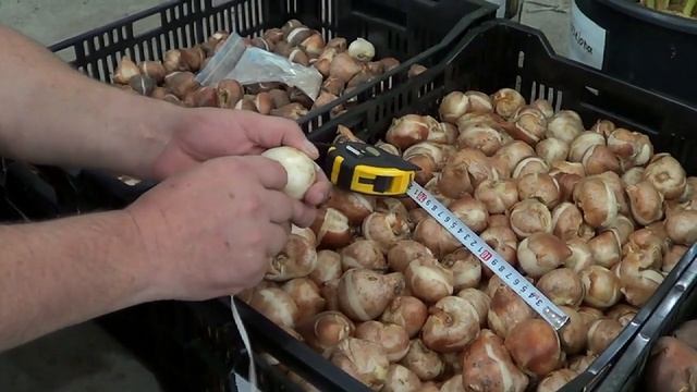 Луковицы тюльпанов. Как определить размер луковицы. смотреть онлайн