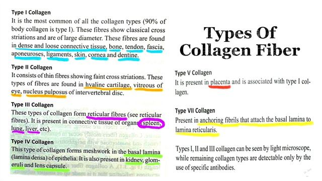 OSPE | CONNECTIVE TISSUE FIBERS | COLLAGEN FIBERS | ELASTIC FIBERS | RETICULAR FIBERS | ANATOMY MCQ смотреть онлайн