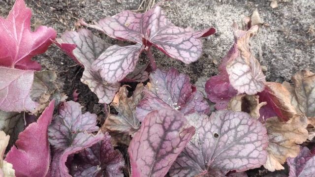 Как выглядит гейхера Northern Exposure Silver весной смотреть онлайн