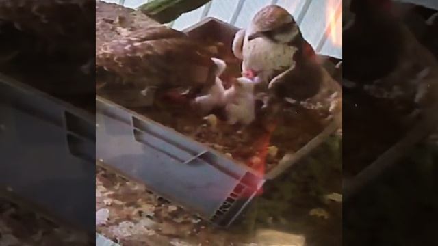 Falco cherrug altaicus breeding смотреть онлайн