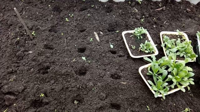 Высаживаем статицу. Как растет статица смотреть онлайн