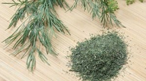 Выращивание Укропа зимой в теплице как бизнес идея