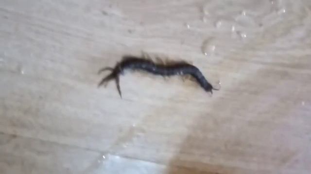 Осторожно! СКАЛОПЕНДРЫ!!!