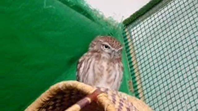 Домовый сыч \ Little owl смотреть онлайн
