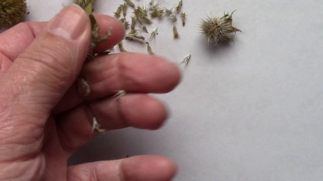 Collecting Gaillardia Seeds. AKA Blanket Flowers. смотреть онлайн