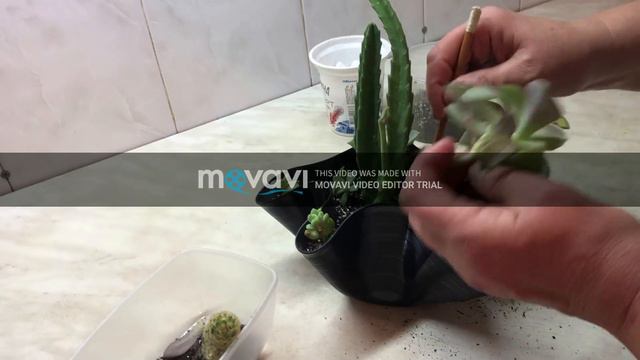 Вінілова платівка перетворюється на сучасний горщик для сукулентів смотреть онлайн