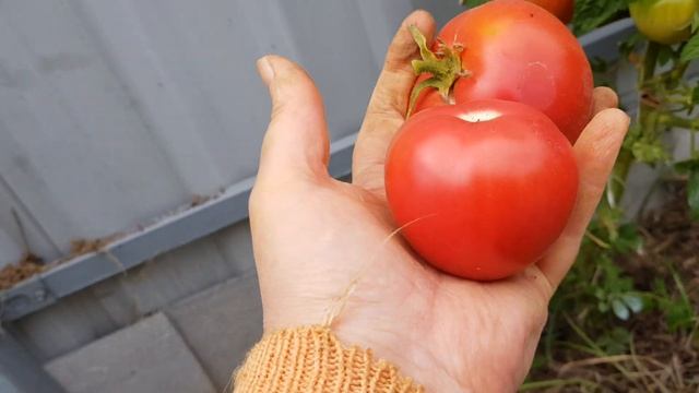 Томат Розовый фламинго - пересорт или нет, пока вопрос. 09/2022 смотреть онлайн