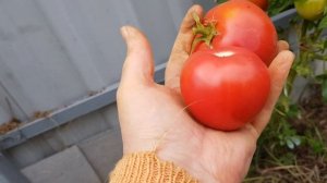 Томат Розовый фламинго - пересорт или нет, пока вопрос. 09/2022