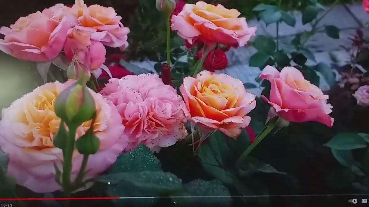 Ответы на вопросы .О розах, надоевшей музыке, печальном голосе, спасибо всем!.. 22.11.23г. смотреть онлайн