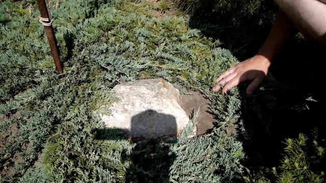 Можжевельник горизонтальный GLAUCA / Juniper horizontal GLAUCA смотреть онлайн