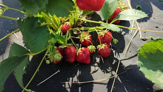 Клубника #Сизоже - этот сорт должен быть у каждого садовода! смотреть онлайн