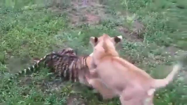 Лев против тигра.кто сильнее смотреть онлайн