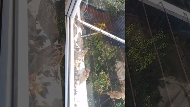 Очень красивое пение воробьёв