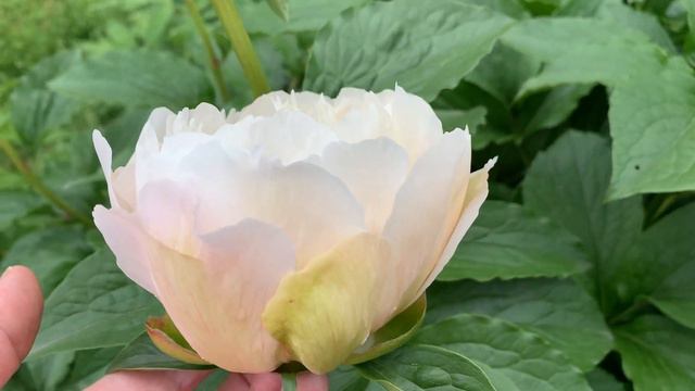 Paeonia Rienzi (2007_06) , Miely 2007