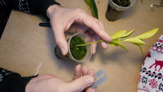 Как привить растения почкой | Мастер-класс по прививке лимона и любых растений смотреть онлайн