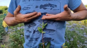 Поздний сорт голубики ЧАНДЛЕР зреет вместе с ранним ДЮКОМ.