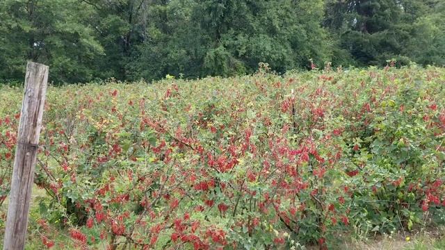 Don Pablo WA (318) Blueberry (Черника) Vancouver WA July 10 2018 ymmv смотреть онлайн