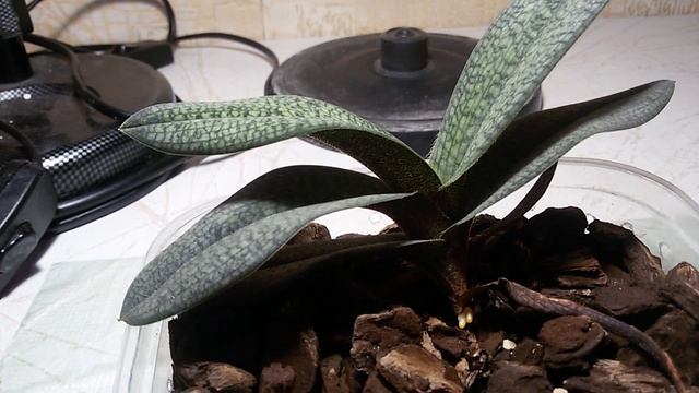 MICRANTHUM PAPHIOPEDILUM .УРА!!!НАКОНЕЦ-ТО КОРНИ!!!