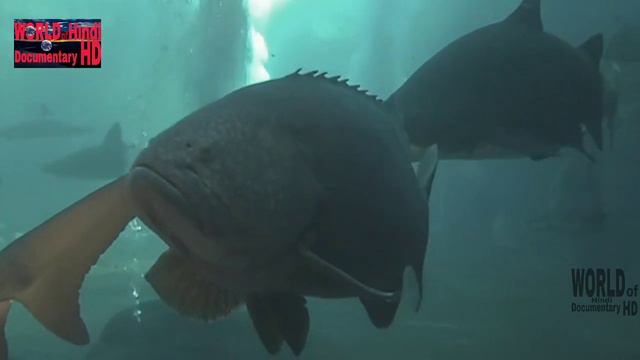 THE Aquarium bottom of the Ocean Africa in Hindi _ ANIMAL Planet _ WILD Life Hindi Documentary HD смотреть онлайн