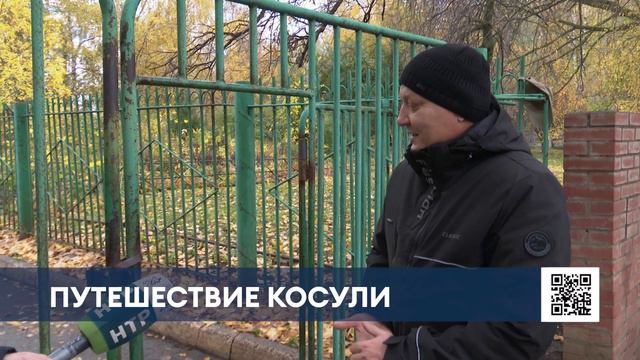 Застрявшую в заборе нижнекамского лицея косулю выпустили на волю смотреть онлайн