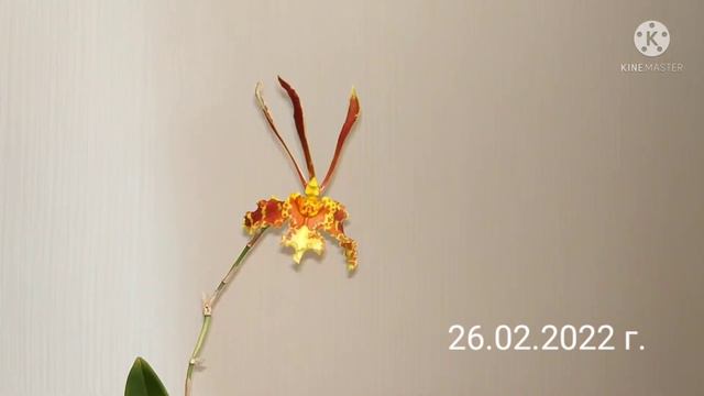 Психопсис Psychopsis Mariposa