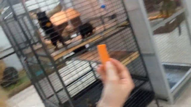 Влог как мы ходили в зоопарк!♥️ смотреть онлайн