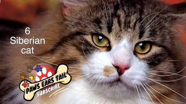 😺 Most Popular Cats 🤪 Funny Cute Cats Dogs 2021 смотреть онлайн