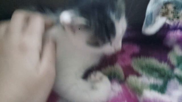 У меня появился пушистый друг... смотреть онлайн