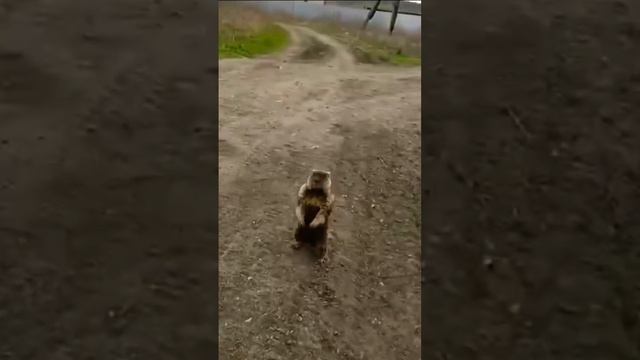 Спасение сурка! Сурок жив! смотреть онлайн