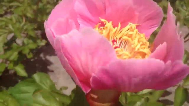 Peony Pageant - Www.peonyshop.com