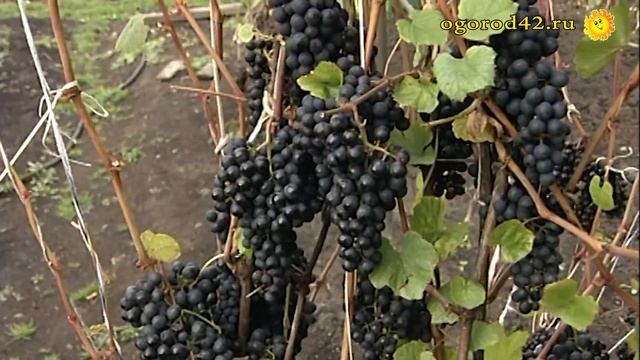 Виноград восхищает смотреть онлайн