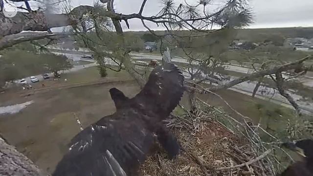 SWFL Eagles ~ E11 Branches To Veranda ~ All 3 Cam Views 2.27.18 смотреть онлайн