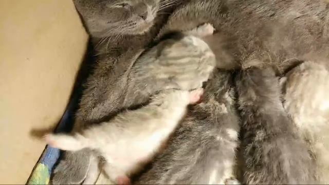 Кошка Родила #Котята #Kittens #Британцы