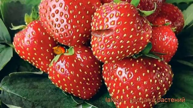 Земляника садовая Вэлери (fragaria ananassa veleri) ? обзор: как сажать, рассада земляники Вэлери смотреть онлайн