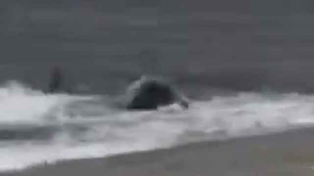 Кит съел человека смотреть онлайн