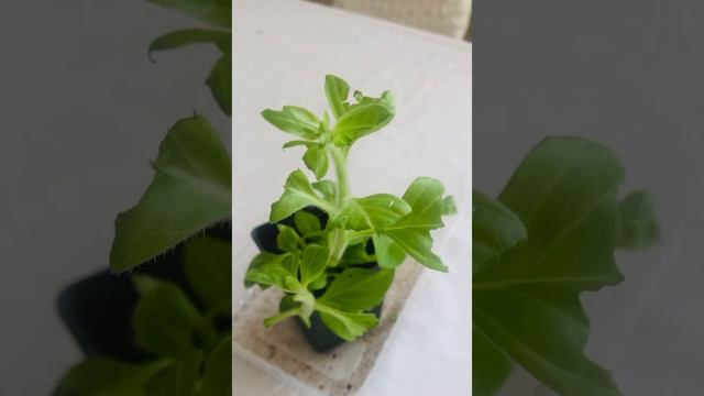 Шок контент 😱 с утра . Подскажите как бороться с этой грызуньей моих посадок ? #чтоделать смотреть онлайн