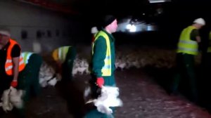 Ловля кур вручную на птицефабрике