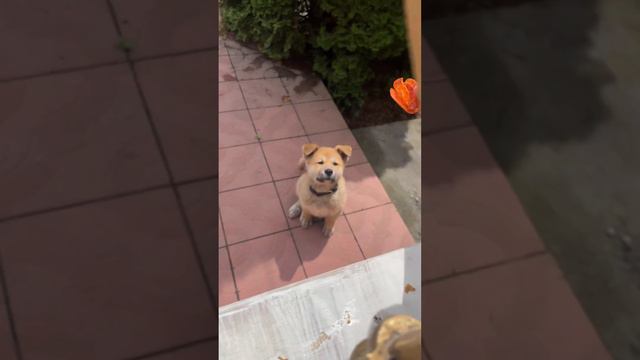 Мой любимый Сэм ❤️🐾 #акитаину #акитаинущенки #акитаинувладикавказ смотреть онлайн