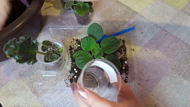 Детки фиалок из посылки. Пересадка. смотреть онлайн