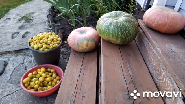 ?♀️В лес за калиной. Заготовка ягоды на зиму. смотреть онлайн